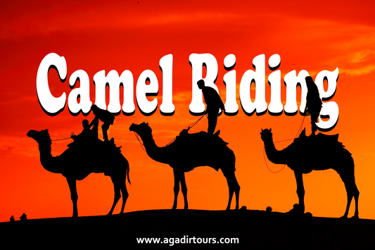 Camel Riding Adventure in Agadir: Explore the Scenic Flamingos River and Eucalyptus Forest